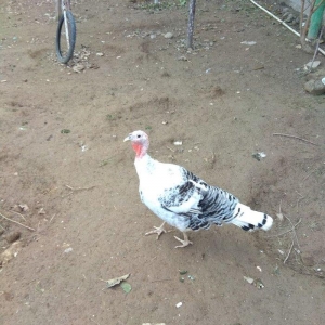 hinduşka 4-dene dişilər ,bir il altı aylıq. birəzdən yumurtalaycaq.  b