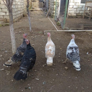 hinduşka 4-dene dişilər ,bir il altı aylıq. birəzdən yumurtalaycaq.  b