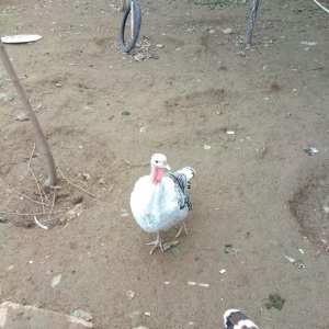 hinduşka 4-dene dişilər ,bir il altı aylıq. birəzdən yumurtalaycaq.  b