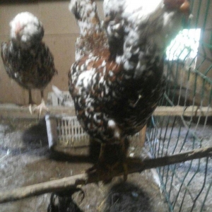 Orlovski colpalar satılır.tər təmiz sortdur.qiymət birinə