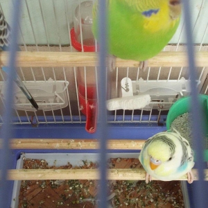 Papuqay satilir. Cox gozel rengi var. Disidir qizgin qusdur. Cute vura