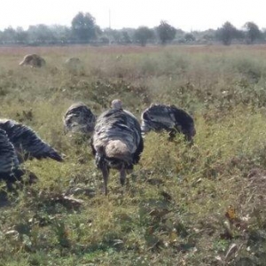 hundusqa satlìr Agcabedi ferma hudusqalari tam tebi saxlanilib otlaq s