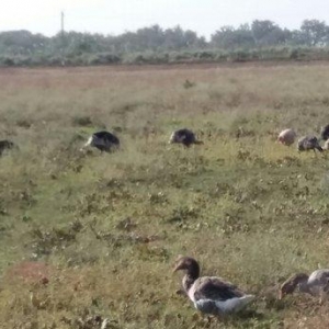 hundusqa satlìr Agcabedi ferma hudusqalari tam tebi saxlanilib otlaq s