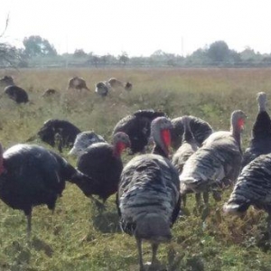 hundusqa satlìr Agcabedi ferma hudusqalari tam tebi saxlanilib otlaq s