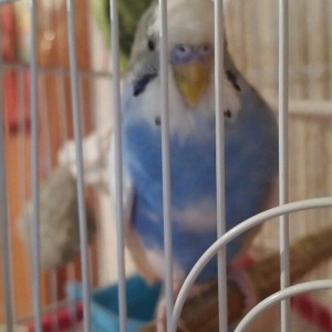 Tecili cox gozel renglere malik cavan cutluk satilir yuva duzeldirler