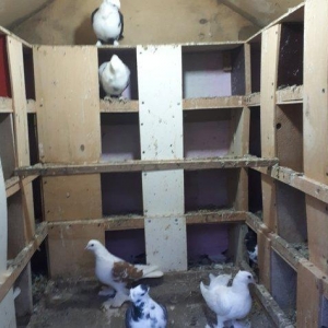 Quşxana satılır. 120 eni 120 uzunu. 1 metr hün