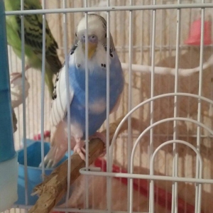 Tecili cox gozel renge malik cutluk satilir saqlamliqina cavabdehem ca