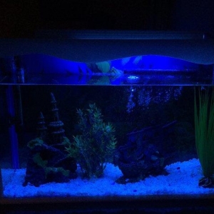 Akvarium her weyi icinde bir dene baliq filtr ,dekorasiyalar.