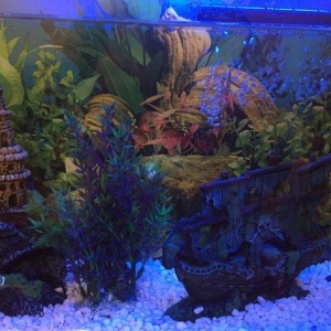 Akvarium her weyi icinde bir dene baliq filtr ,dekorasiyalar.