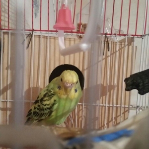 Tecili cox gozel renge malik  cavan cutluk satilir saqlamliqina cavabd