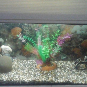 Akvarium yigiram ozum wexsi istenilen olcude istenilen formada qiymet