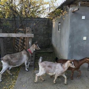 Paroda keçilərdi.. 4.5 litr süd verir dişi balalar 9-aylığdı