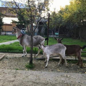 Paroda keçilərdi.. 4.5 litr süd verir dişi balalar 9-aylığdı