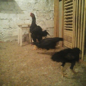 Heyvanlar bazardan azerbaycanda ordan burdan alinma heyvanlar deyil do