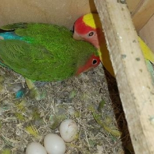 nerazlucnik hazir cut bala alinib  sadece cox ses 