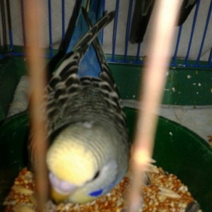 2 aylig cex balalar satilir.biri 30 azn.ana temiz cexdi atasinda donme