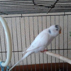 Продам самку волнистого попугая возраст 2 года очень красивая белого