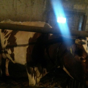 inək satilir üçün götürənlə razılaşmaq olar qırmızının biri ekiz bala