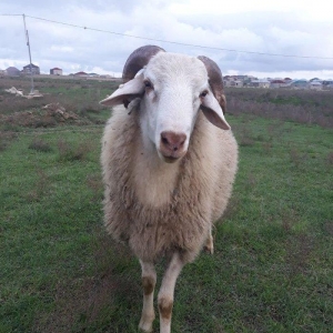 Toy, niwan ucun 10 ayliq ag rengde qoc satiram.. gozlerinin, agzinin