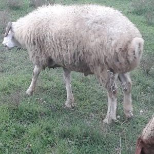 Toy, niwan ucun 10 ayliq ag rengde qoc satiram.. gozlerinin, agzinin