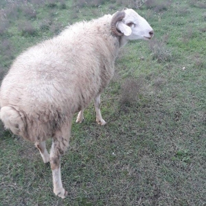 Toy, niwan ucun 10 ayliq ag rengde qoc satiram.. gozlerinin, agzinin