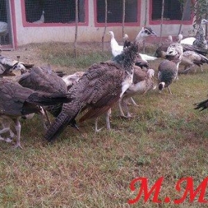 8 ayliq tovuz quşlarıdır.Gördüyünüz kimin cox saqlam esil tebiyet