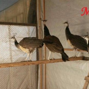 8 ayliq tovuz quşlarıdır.Gördüyünüz kimin cox saqlam esil tebiyet