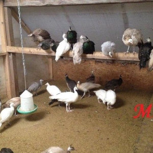 8 ayliq tovuz quşlarıdır.Gördüyünüz kimin cox saqlam esil tebiyet