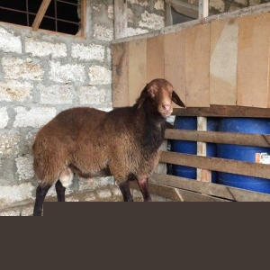 Iki ilini vurmush qoc. Her cur etekli qoyunu surur. Temiz qala