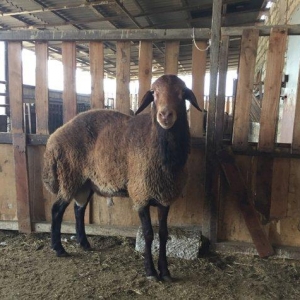 Iki ilini vurmush qoc. Her cur etekli qoyunu surur. Temiz qala