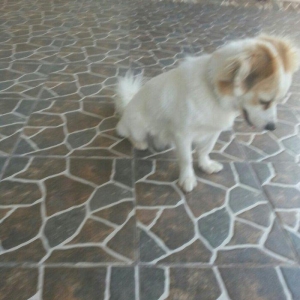 4 ayliqdir dislemir peyvendi teze vurulub novu zvanokdur disidir tecil