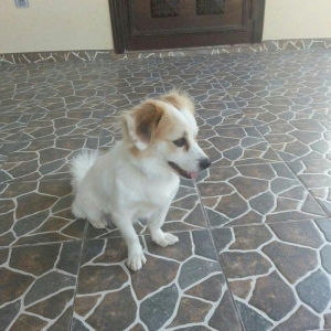 4 ayliqdir dislemir peyvendi teze vurulub novu zvanokdur disidir tecil