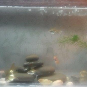 Tecili akvarium satilir 2 eded. Icinde baliqlari d