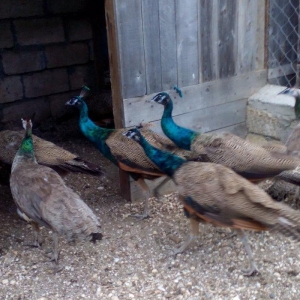 2 illik tovuz quşlarıdır.Gördüyünüz kimin cox saqlam esil tebiyet