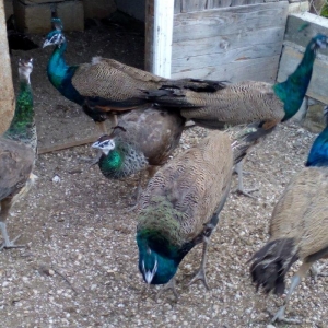 2 illik tovuz quşlarıdır.Gördüyünüz kimin cox saqlam esil tebiyet