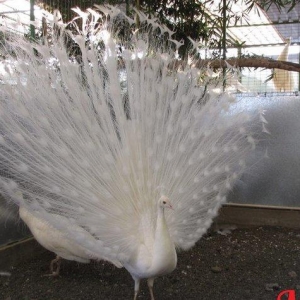 3 illik aq tovuz quşlarıdır.Gördüyünüz kimi