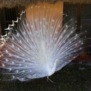 3 illik aq tovuz quşlarıdır.Gördüyünüz kimin cox saqlam esil tebiyet