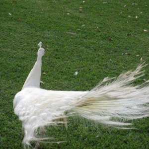 3 illik aq tovuz quşlarıdır.Gördüyünüz kimin cox saqlam esil tebiyet