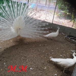 3 illik aq tovuz quşlarıdır.Gördüyünüz kimin cox saqlam esil tebiyet