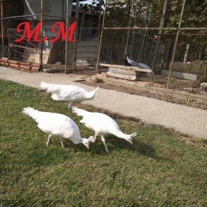 8 ayliq aq tovuz quşlarıdır.Gördüyünüz kimin cox saqlam esil tebiyet