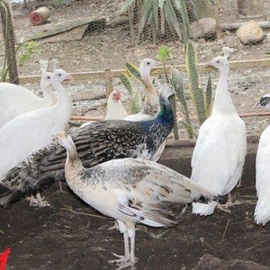 8 ayliq aq tovuz quşlarıdır.Gördüyünüz kimin cox saqlam esil tebiyet