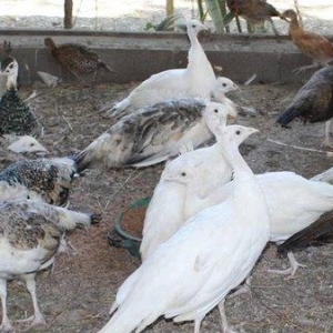 8 ayliq aq tovuz quşlarıdır.Gördüyünüz kimin cox saqlam esil tebiyet