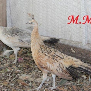 8 ayliq qara qanad tovuz quşlarıdır.Gördüyün