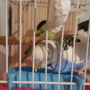 Tecili gozel renglere malik cavan cutluk satilir erkey yuva hazirlayir