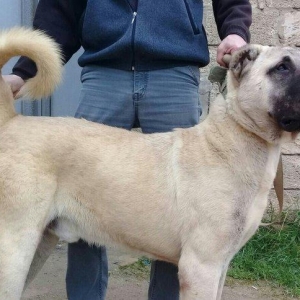 cins iter satlir hamsi satlir elave mellumat ucun şhatsapp ve ya tel 0