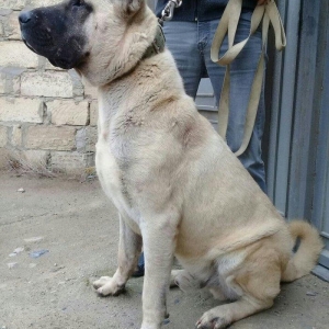 cins iter satlir hamsi satlir elave mellumat ucun şhatsapp ve ya tel 0