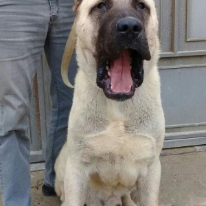 cins iter satlir hamsi satlir elave mellumat ucun şhatsapp ve ya tel 0