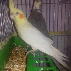 1 illik dişi korella 
cütde olmuyub aktiv ve saglam quşdu
elave meluma