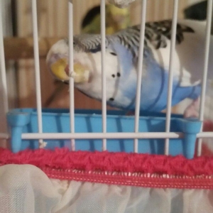 Tecili cox gozel renglerde hazir cavan cut satilir erkey yuva duzeldir