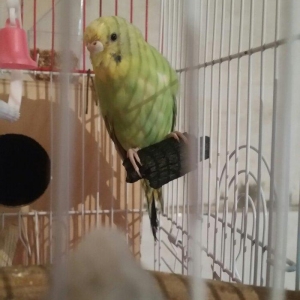 Tecili cox gozel renglerde hazir cavan cut satilir erkey yuva duzeldir